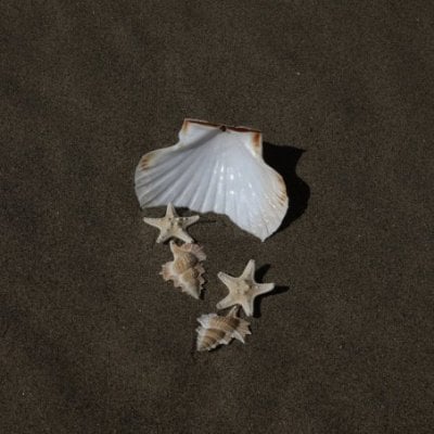 Lucedeimieiocchi - Orecchini Seychelles - Argento 925 - Conchiglia