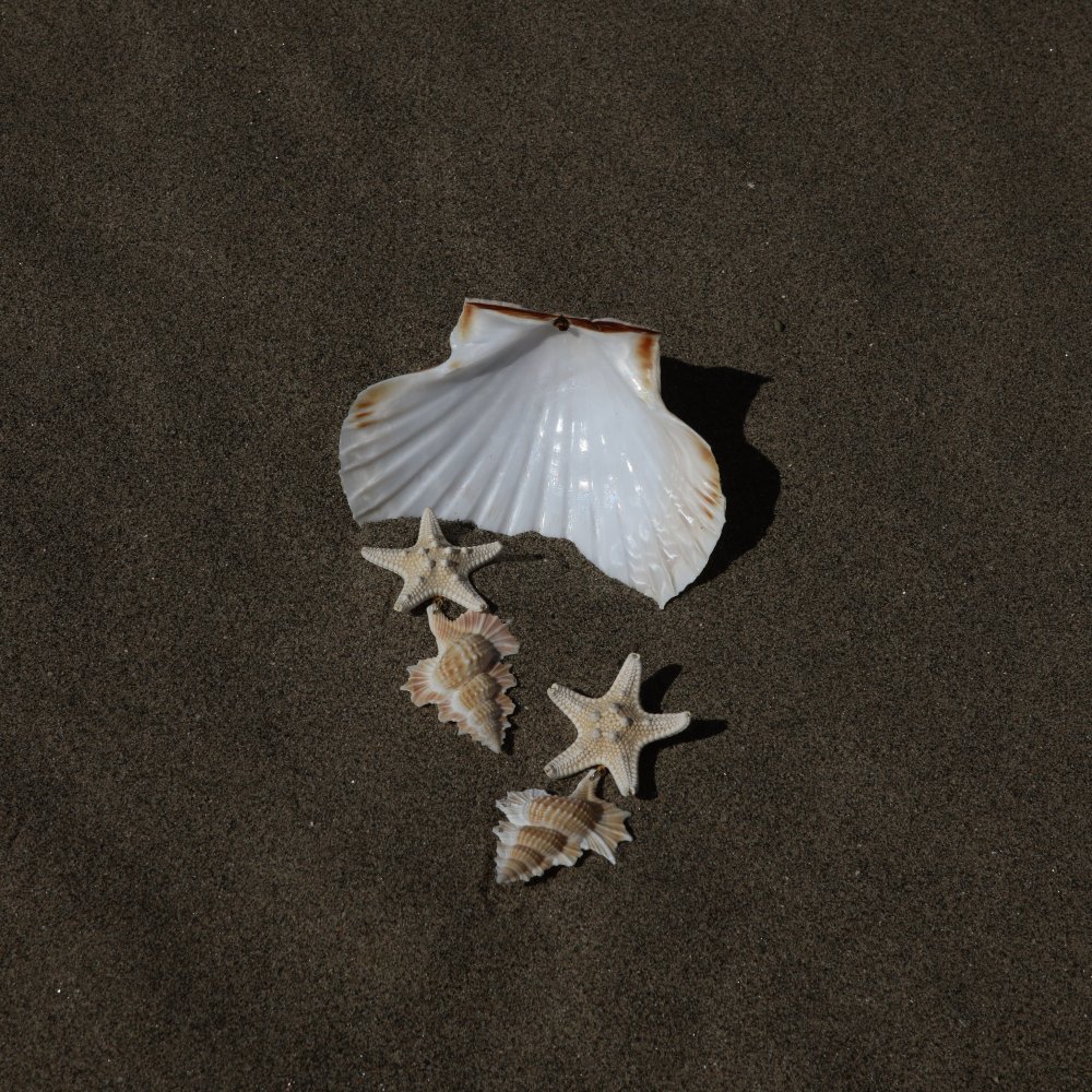 Lucedeimieiocchi - Orecchini Seychelles - Argento 925 - Conchiglia
