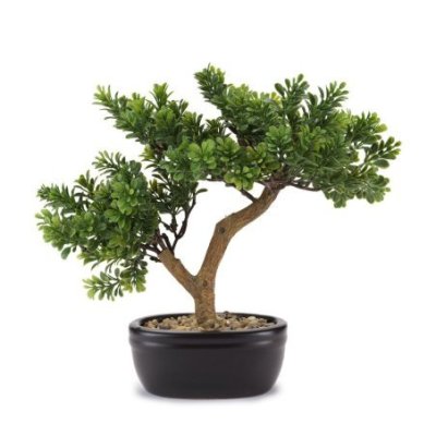 Henriette - Bonsai Cedro - Vaso Ceramica - Multicolor