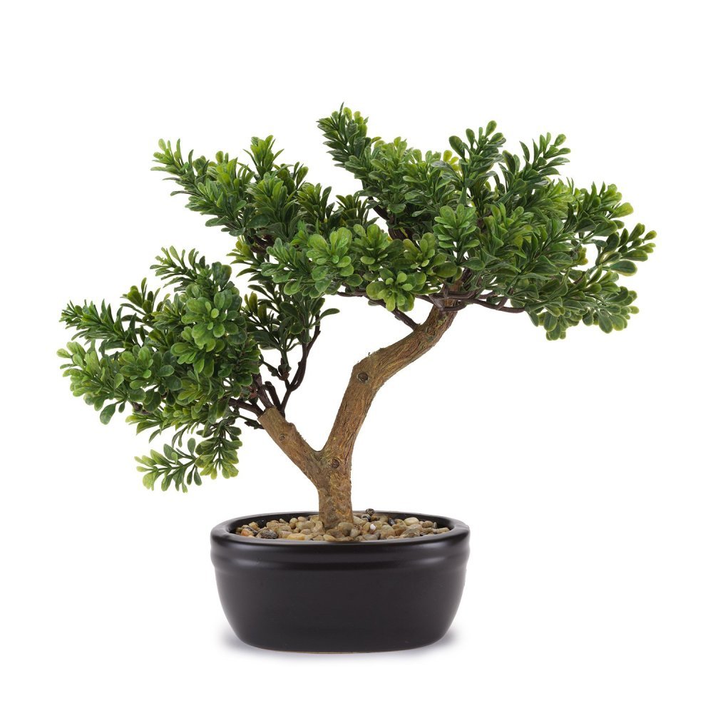 Henriette - Bonsai Cedro - Vaso Ceramica - Multicolor