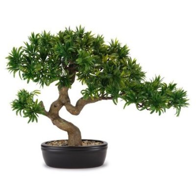 Henriette - Bonsai Tasso Giapponese - Vaso Ceramica