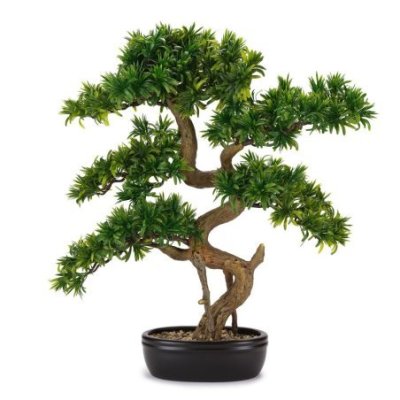 Henriette - Bonsai Tasso Giapponese - Vaso Ceramica