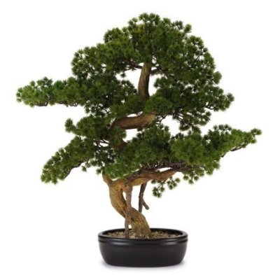 Henriette - Bonsai Pino - Vaso Ceramica - Multicolor