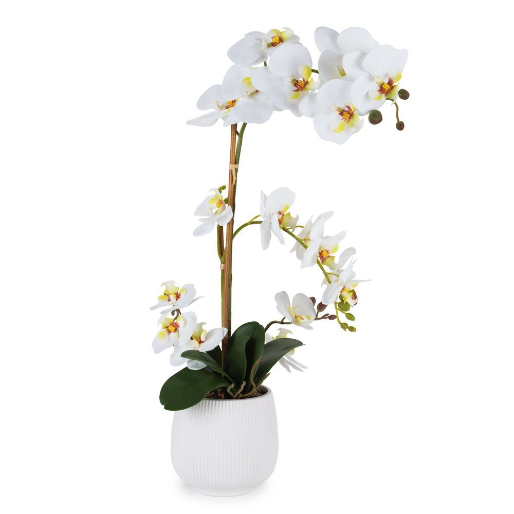 Henriette - Pianta Orchidea - Real Touch - Multicolor